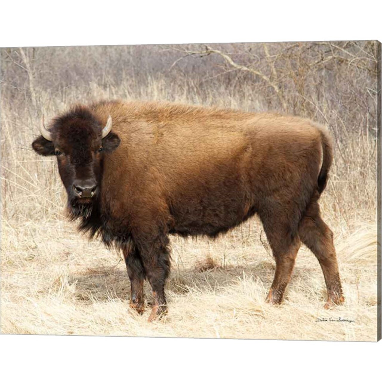 American Bison I by Debra Van Swearingen 20" x 16" Canvas Wall Art